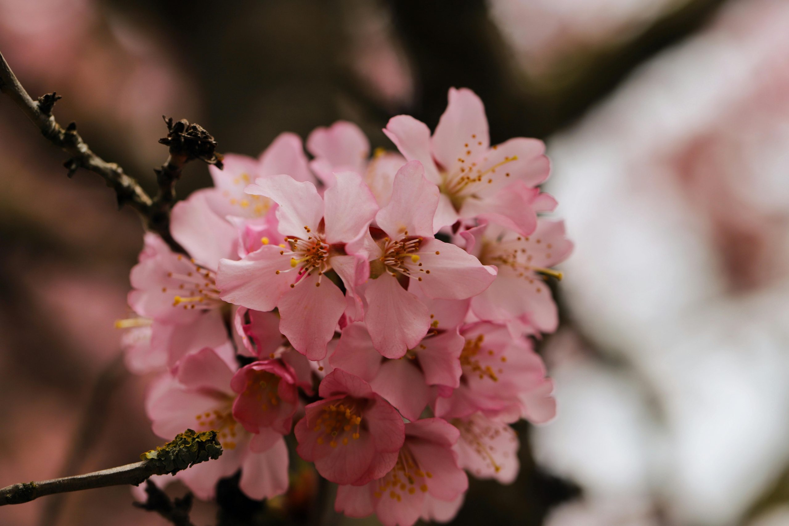 Beautiful close-up of pink cherry blossoms blooming in springtime.